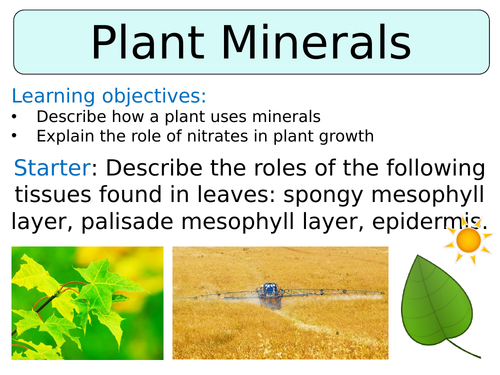 KS3 ~ Year 8 ~ Plant Minerals