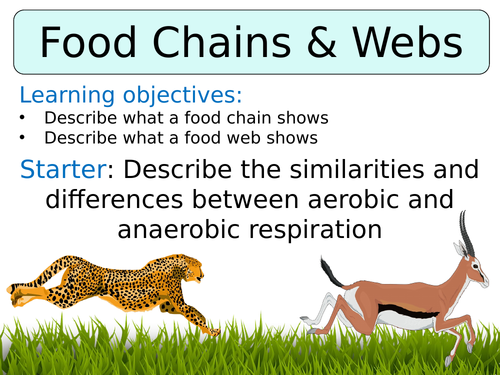 KS3 ~ Year 8 ~ Food Chains & Food Webs