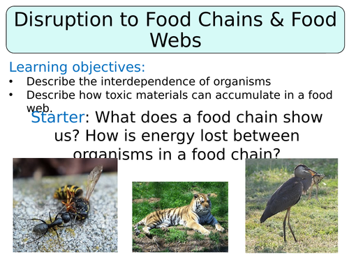 KS3 ~ Year 8 ~ Disruption to Food Chains & Webs