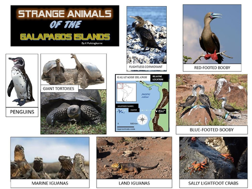 STRANGE ANIMALS ON THE GALAPAGOS ISLANDS | Teaching Resources