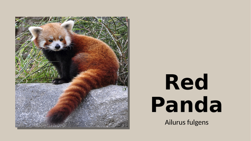 Red Panda Information Text | Teaching Resources