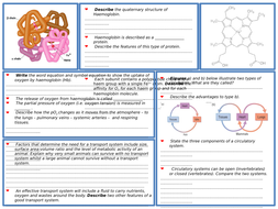 Transport of oxygen by Haemoglobin KS5 worksheet, exam qs & answers