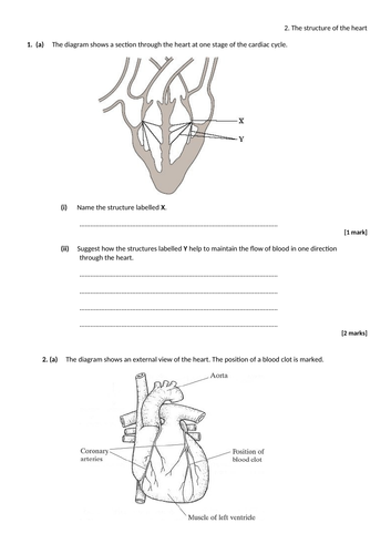 Structure of the Heart KS5 worksheet, exam qs & answers | Teaching ...