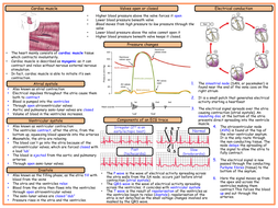 Cardiac cycle KS5 worksheet, exam qs & answers | Teaching Resources