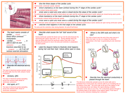 Cardiac cycle KS5 worksheet, exam qs & answers | Teaching Resources