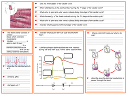 Cardiac cycle KS5 worksheet, exam qs & answers by MEst | Teaching Resources