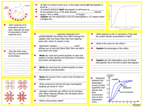 transport-of-oxygen-carbon-dioxide-a-level-worksheet-exam-qs-answers-teaching-resources