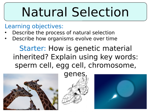 KS3 ~ Year 8 ~ Natural Selection