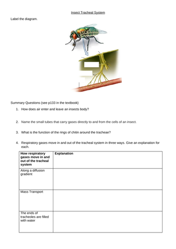 Insect Gas Exchange | Teaching Resources