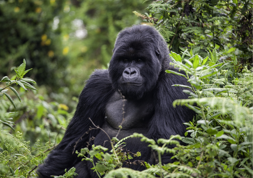 KS1 Rainforest Animals Facts Posters - Writing Inspiration | Teaching