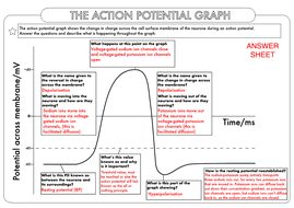 A Level Biology: The Action Potential | Teaching Resources