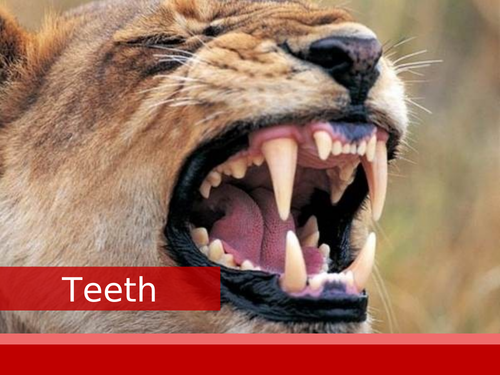 Teeth PowerPoint | Teaching Resources