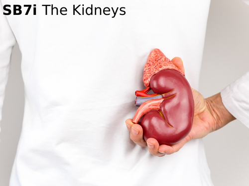 Edexcel SB7i The Kidneys