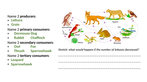 Predator Prey Cycles Worksheet Resources Teaching Resources
