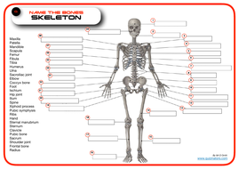 Identify / Label Skeleton Bones | Teaching Resources