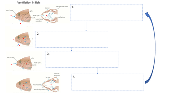 Ventilation /Gas Exchange in fish AS OCR 2015 flow diagram worksheet