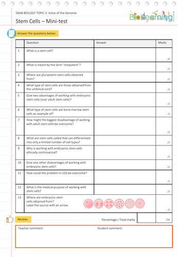 Stem Cells Mini Test Ks5 Teaching Resources
