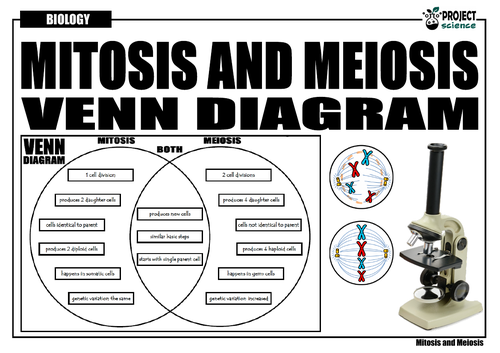 meiosis vs mitosis venn diagram