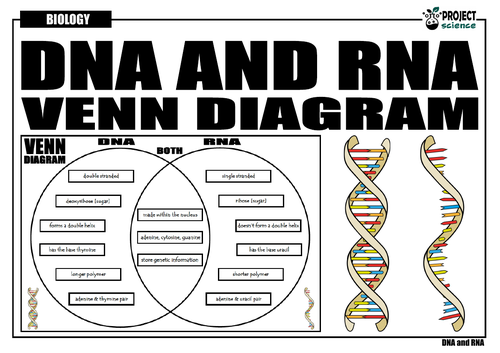 A Venn Diagram Of Dna And Rna Studying Diagrams - vrogue.co