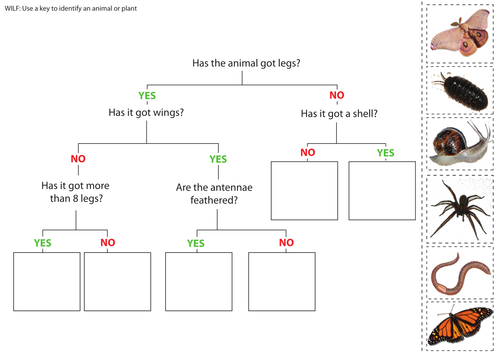 KS2 Classification - Using Classification keys | Teaching Resources