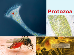 Infectious Diseases: Protozoa | Teaching Resources