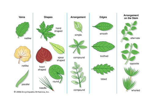 Leaf classification - three levels of worksheet and slides | Teaching ...