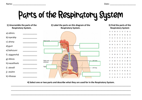 respiratory system diagram worksheet with word bank