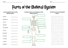 Parts of the Skeletal System Worksheet | Teaching Resources