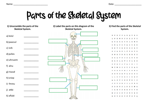 skeletal system homework