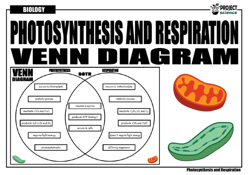 photosynthesis vs cellular respiration for kids