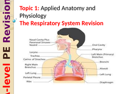 A-level PE Edexcel (spec 2016) Respiratory System Revision Lesson ...