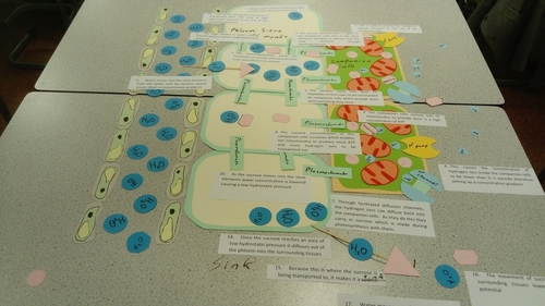 A Level Biology Translocation in Plants Lesson & Activities | Teaching ...