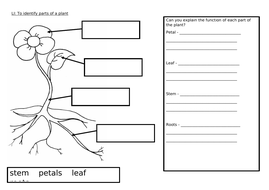 year 1 Plants | Teaching Resources