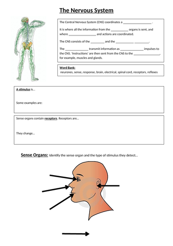 AQA A Level Psychology Year 2 - Biopsychology - Nervous and Endocrine ...