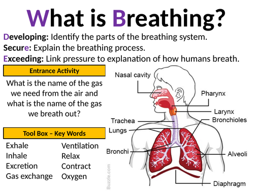 Exploring Science 7C Muscles and Bones (Half topic) | Teaching Resources