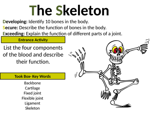 Exploring Science 7C Muscles and Bones (Half topic) | Teaching Resources