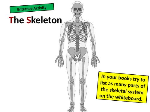 Exploring Science 7C Muscles and Bones (Half topic) | Teaching Resources
