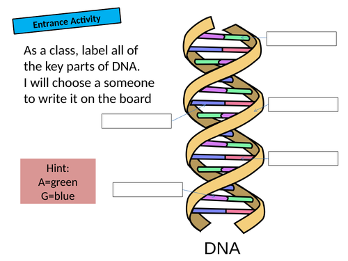 Exploring Science 9A Genetics and evolution | Teaching Resources