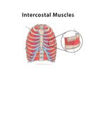 BTEC Sport Level 3 Respiratory System Teaching Pack | Teaching Resources