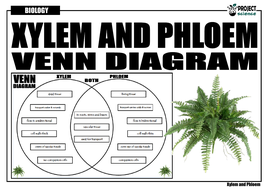 Xylem and Phloem Venn Diagram | Teaching Resources