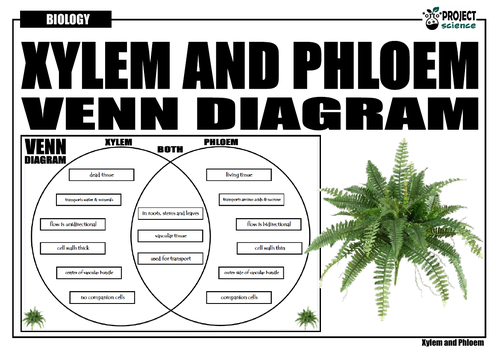 phloem and xylem in plants