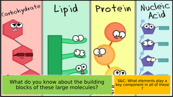 Introduction to Biological Molecules | Teaching Resources