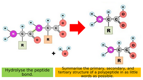 1.7 Enzyme Action