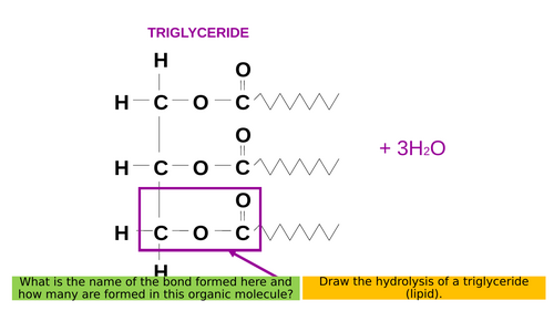 1.8 Factors Affecting Enzyme Action