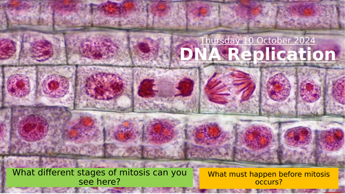 2.2 DNA Replication