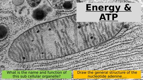 2.3 Energy & ATP