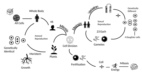Dual Coding revision: Edexcel-Biology | Teaching Resources