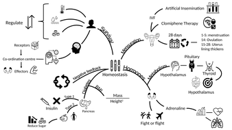 Dual Coding revision: Homeostasis | Teaching Resources