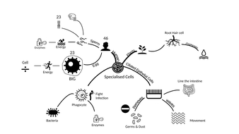 Dual Coding revision: Specalised Cells | Teaching Resources