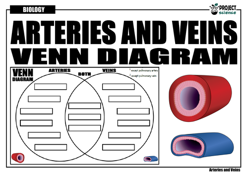 Arteries and Veins Venn Diagram | Teaching Resources